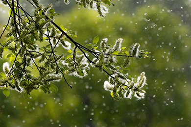 arbre responsable d'allergie au pollen