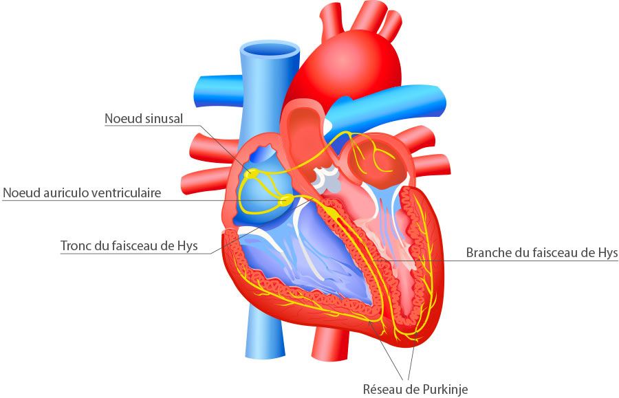 Cardiologie : Généralités sur le coeur, Rythme cardiaque, Structure  Anatomique