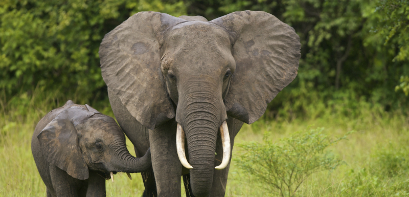elephants-cancer-protection