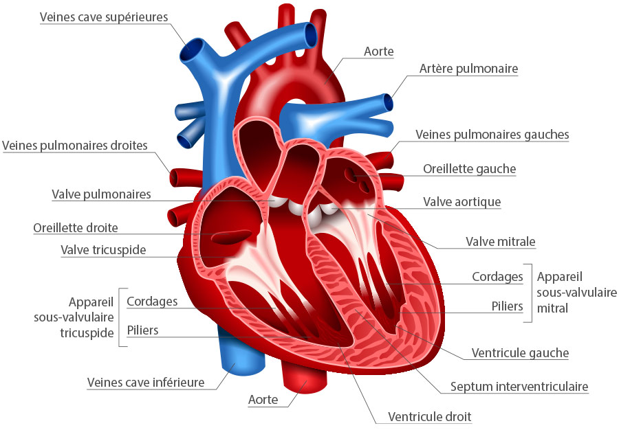 Valvulopathies : symptôme, diagnostic, traitements