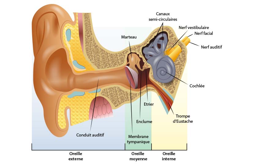 Otite : généralités, anatomie de l'oreille, l'otite externe