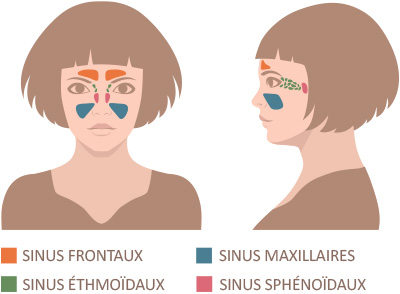 Quatre paires de sinus