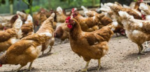 Grippe aviaire: absence de danger pour l'Homme