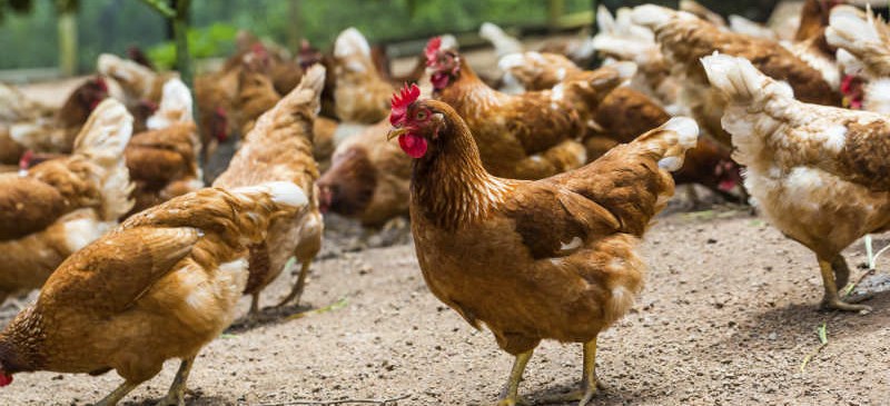 Grippe aviaire: absence de danger pour l’Homme Grippe aviaire: absence de danger pour l’Homme
