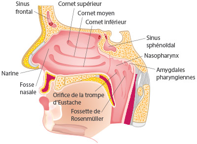 structure nasale