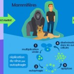 Infographie : transmission du virus Zika Infographie : transmission du virus Zika