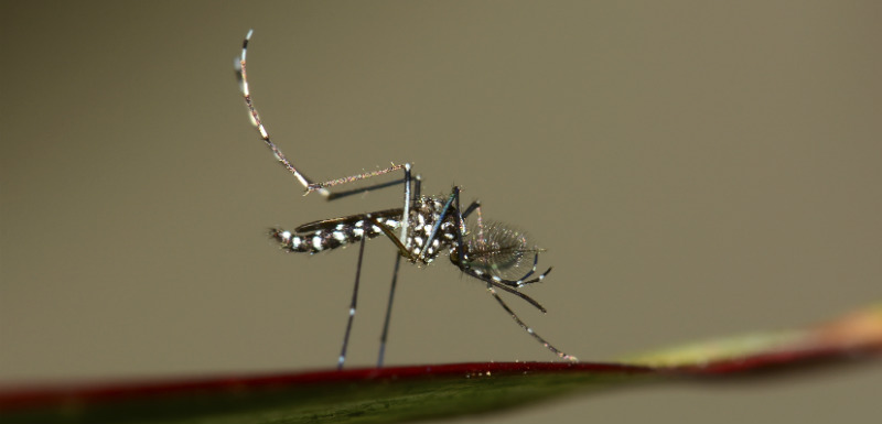 Zika, dengue… Ces virus portés par les moustiques tigres dont il