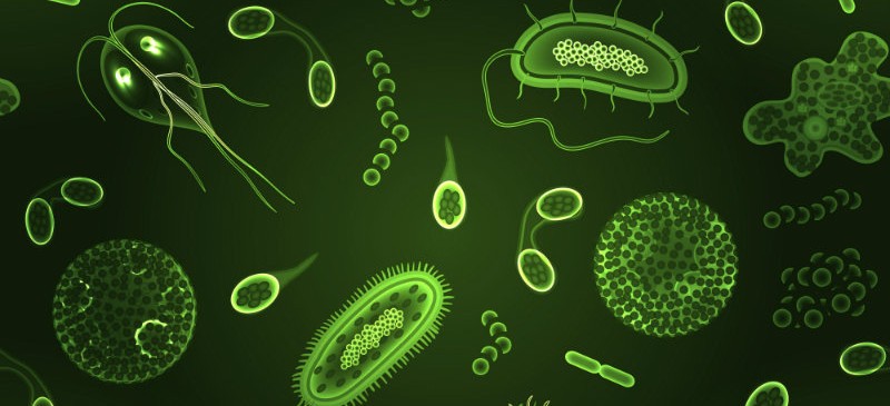 Corps_humain_Autant_de_bacteries_que_de_cellules