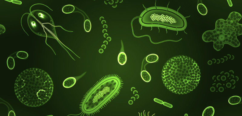 Corps_humain_Autant_de_bacteries_que_de_cellules