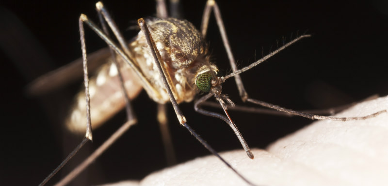 Pourquoi les moustiques sont-ils attirés par la lumière ?