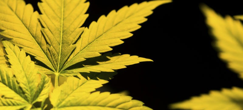 Le cannabis affecte la capacité à traiter les émotions Le cannabis affecte la capacité à traiter les émotions