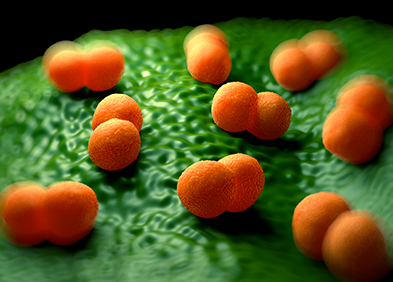 bactérie Neisseria Meningitis