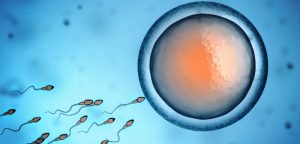 L’infertilité masculine se transmet-elle de père en fils ?