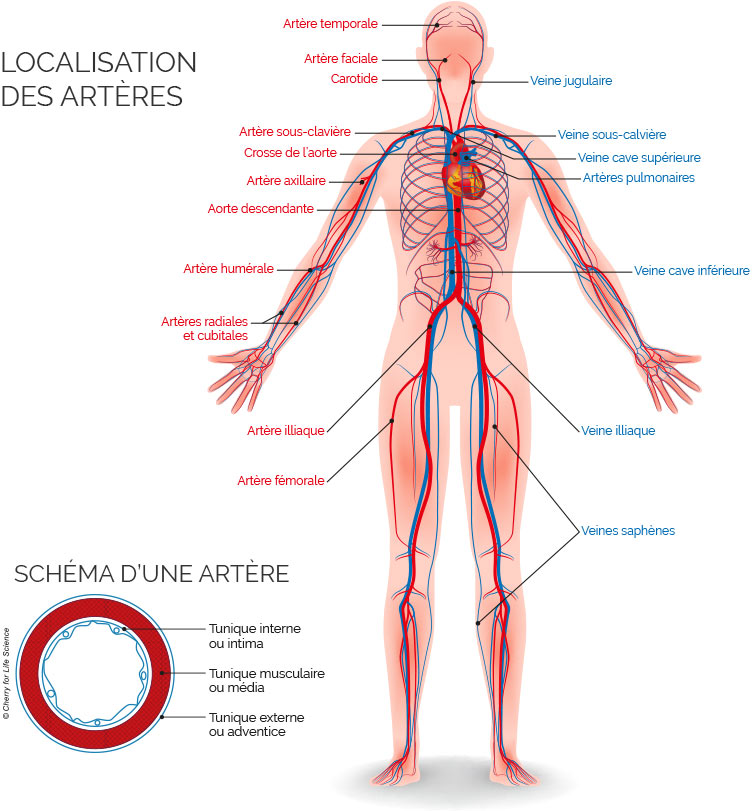 Schéma de la localisation des artères
