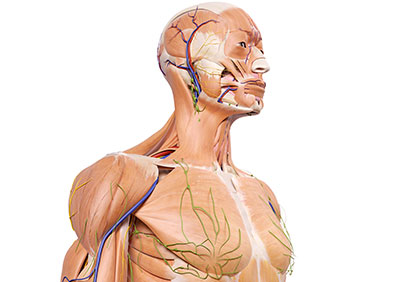 anatomie : tissus mous rhabdomyosarcomes