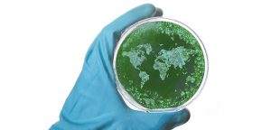 L’OMS liste les bactéries les plus résistantes