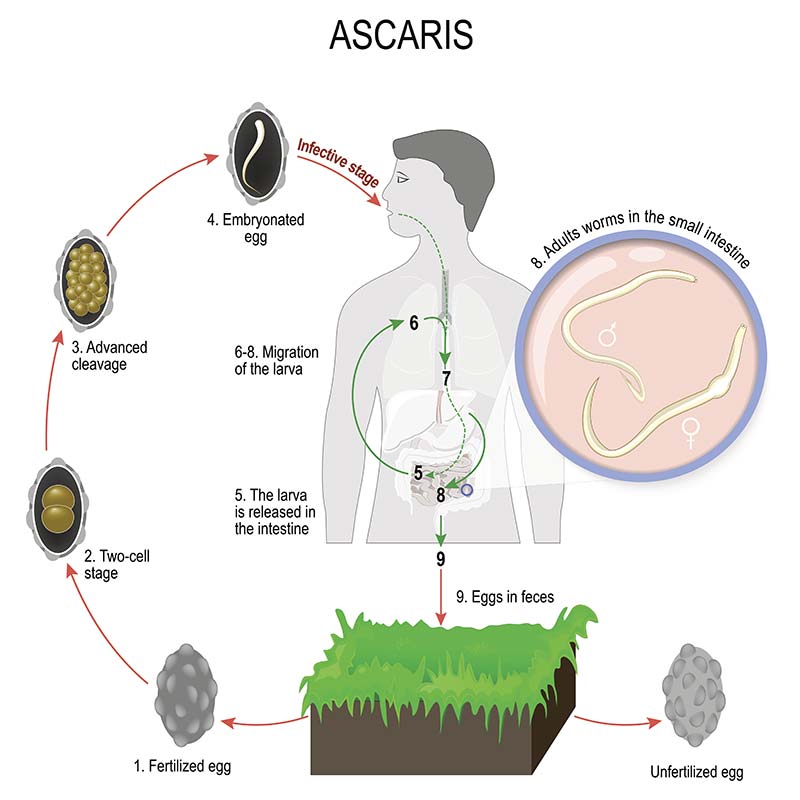 Les parasites dans lintestin fin