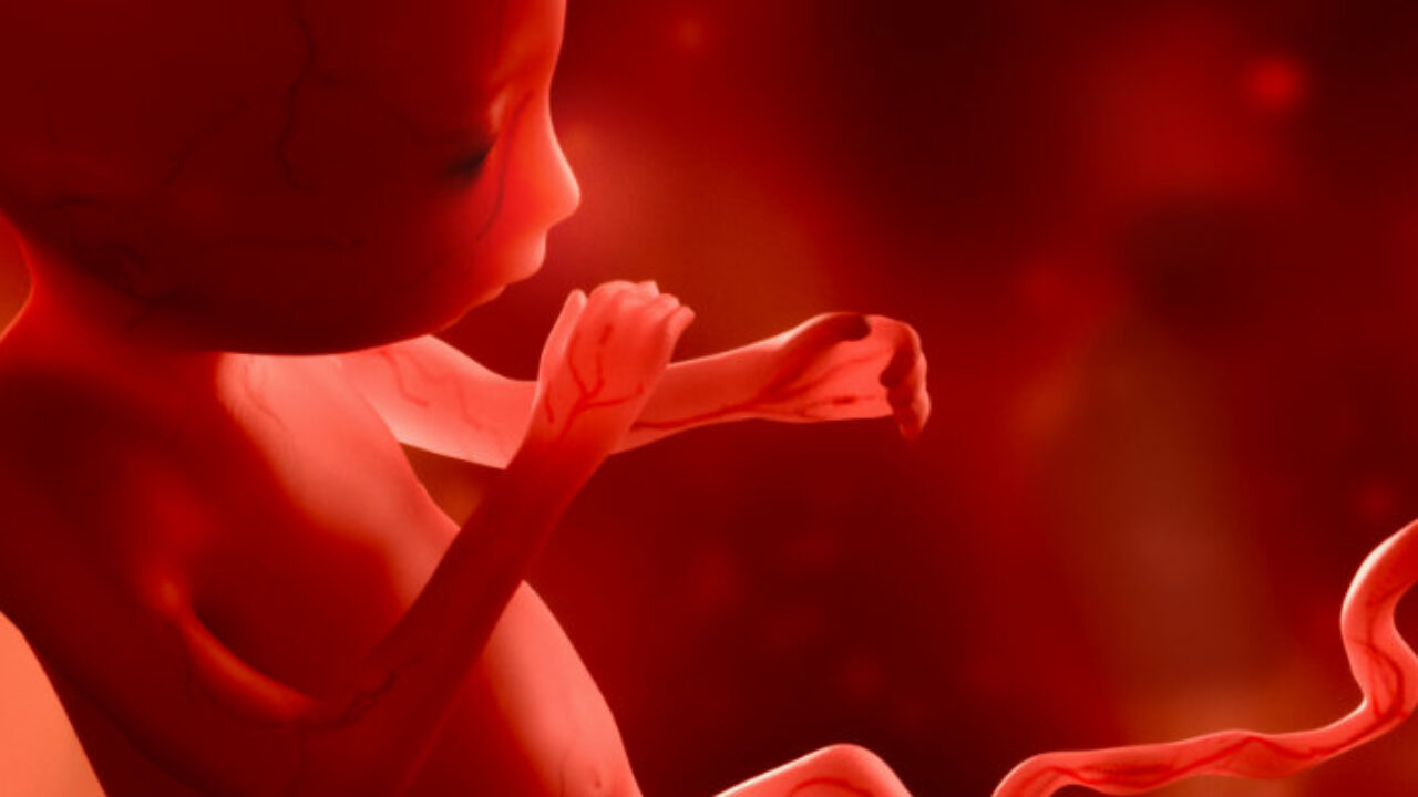 Le Fœtus Comme Vous Ne L Avez Jamais Vu Le Fœtus En 3d