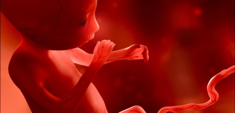 images 3d foetus