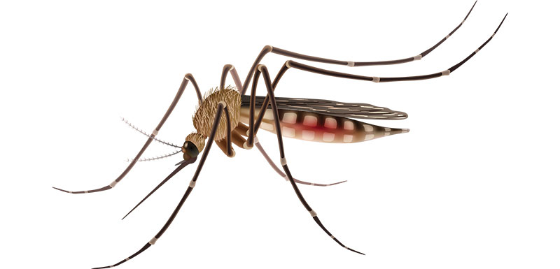Le paludisme, une maladie à éradiquer  !