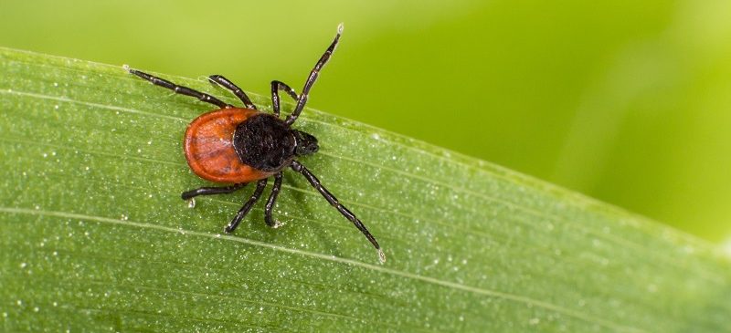 La maladie de Lyme, une épidémie ? La maladie de Lyme, une épidémie ?