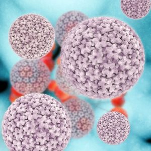 Papilloma virus