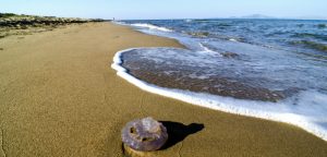 Méduses, oursins, vives : les dangers de la plage !