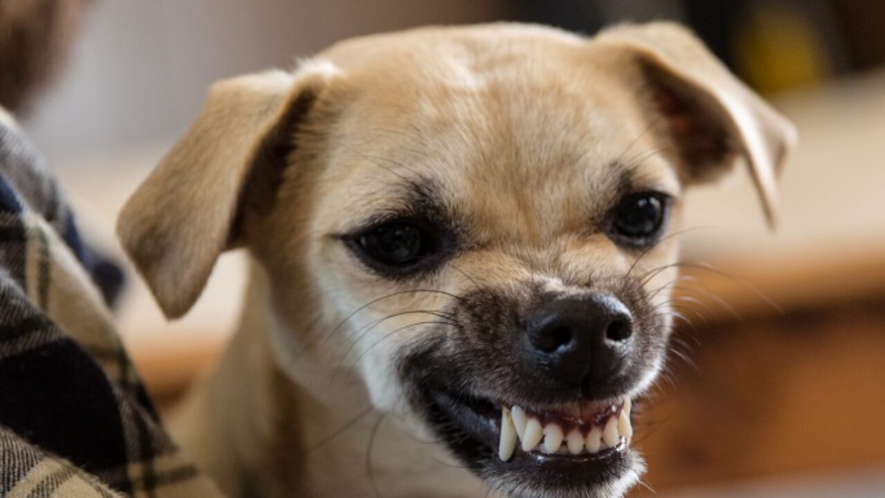 Morsures De Chien Les Enfants En Premiere Ligne Sante Sur Le Net Morsures De Chien Les Enfants En Premiere Ligne Sante Sur Le Net