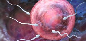 Cryptorchidie Definition Symptomes Et Traitement Sante Sur Le Net