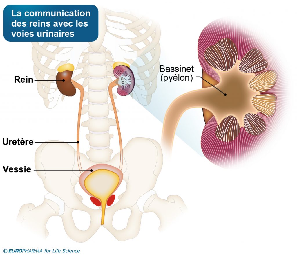 Pyelonephrite Aigue Definition Symptomes Traitements