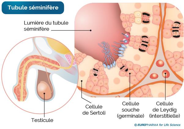 Schéma anatomique des tubules séminifères