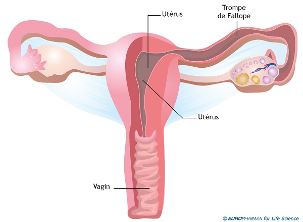 Salpingite Definition Symptomes Traitement Sante Sur Le Net