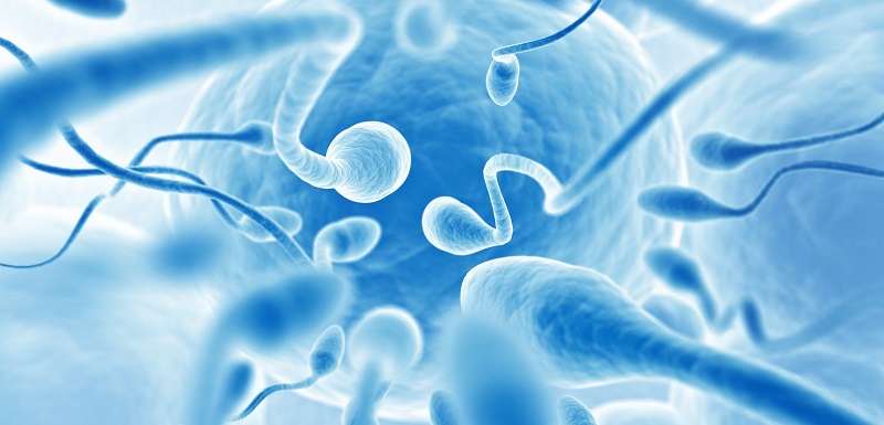 Rôle des macrophages testiculaires dans l'infertilité masculine