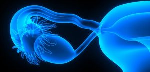 Cancer de l'ovaire : une origine dans les trompes de Fallope