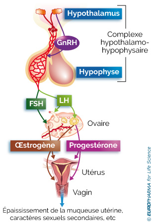 Régulation hormonale du cycle ovarien