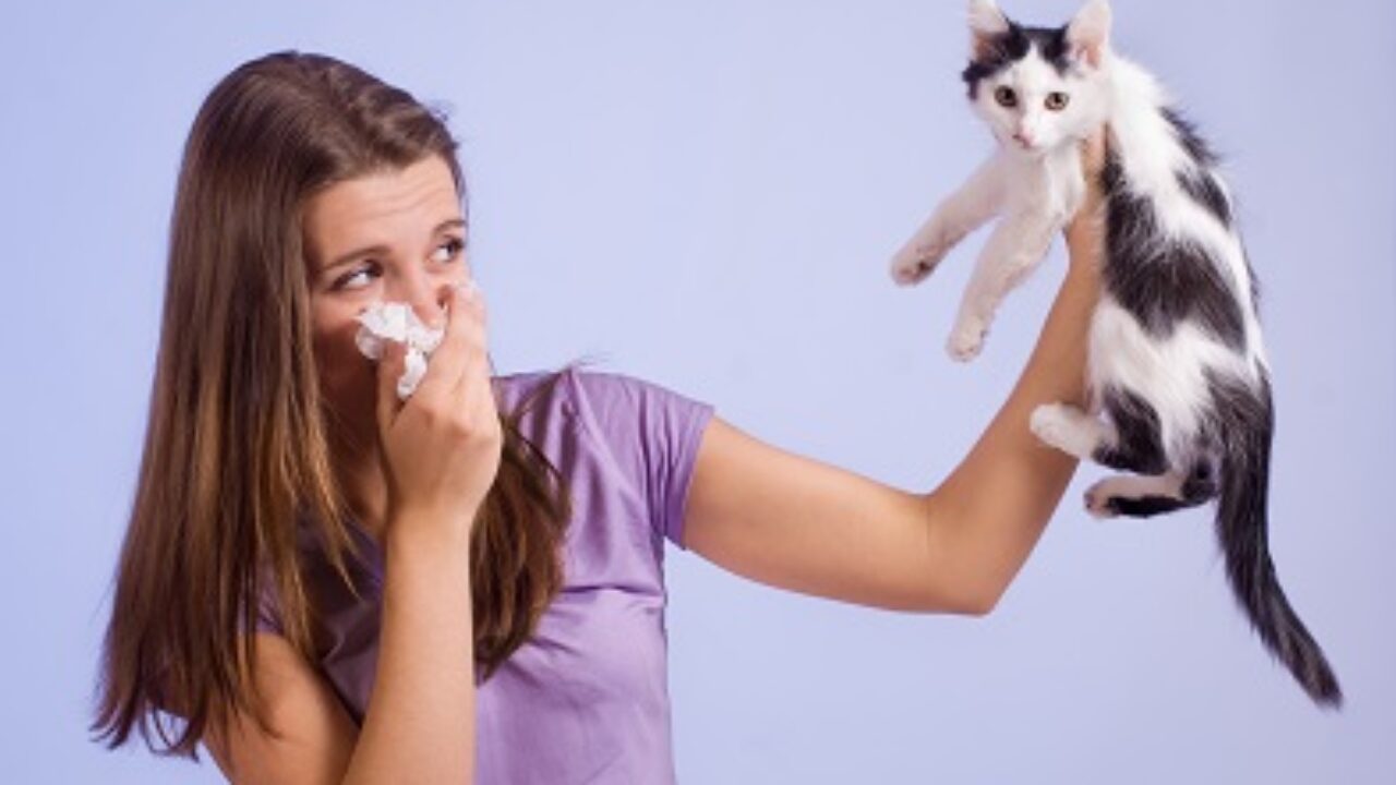 Allergie Aux Poils De Chats Definitions Symptomes Et Traitements