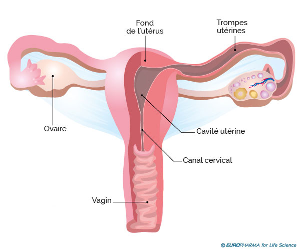 anatomie-uterus