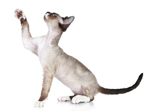 Devon Rex