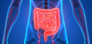 Cancer De L Intestin Grele Definition Et Symptomes Sante Sur Le Net
