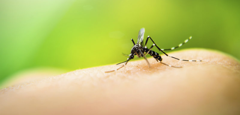 moustique responsable du virus Zika