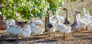 Doit-on craindre la grippe aviaire ?