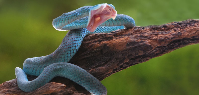 Serpent corail bleu : son venin utilisé comme antidouleur