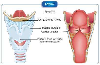 Anatomie Larynx