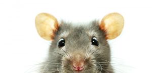 Les rats domestiques : vecteurs de la leptospirose