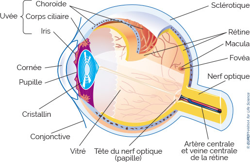 anatomie de l'œil