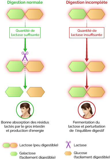 INSOLITE. Allergique au lactose ? Et si vous testiez le lait de