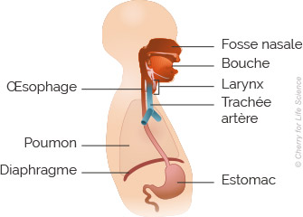 RÃ©sultat de recherche d'images pour "bouche oesophage science"