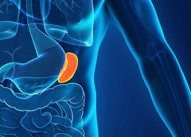Splenomegalie Definition Symptomes Diagnostic Traitement Splenomegalie Definition Symptomes Diagnostic Traitement