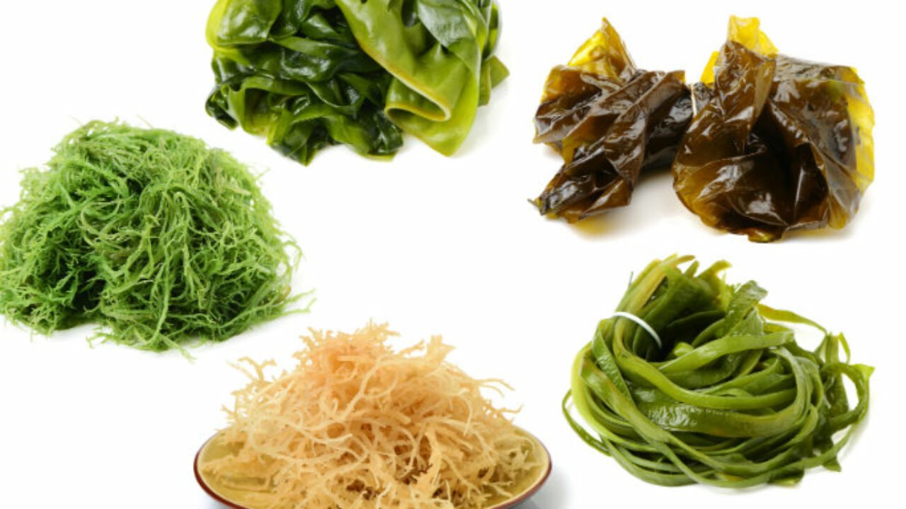 Algues : Bonne Ou Mauvaise Idée Pour La Santé ? - Santé Sur Le Net