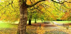 5 bonnes raisons d'aimer l'automne
